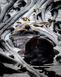 Sea Otter, Salish Sea